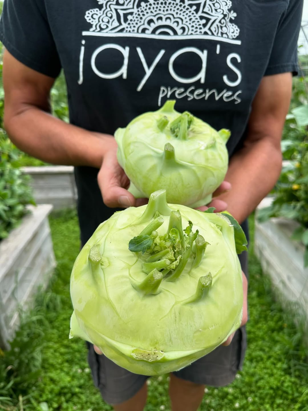 Our homegrown #kohlrabi are HUGE!!! We’ll have jars of our Kohlrabi Pickle ready just in time for this Friday night’s @a