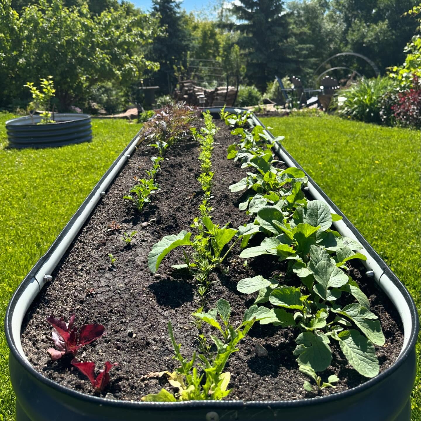 June #garden views 😊 Planted a few more fruit trees & shrubs and added a few more cattle panels.  Love watching the tra