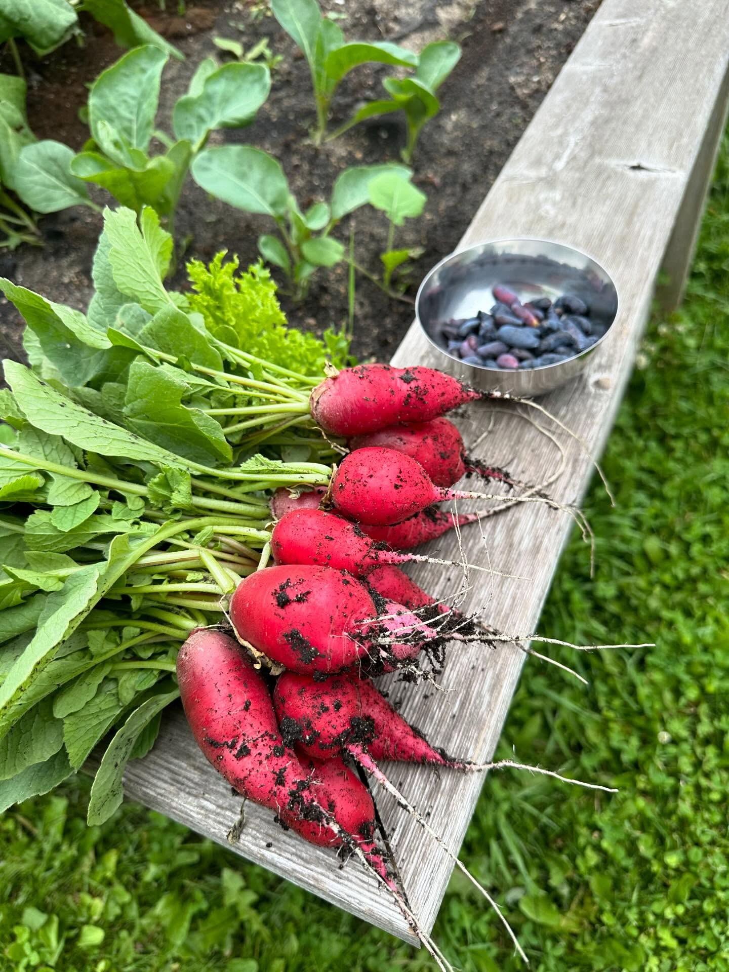 Today’s mini harvest - radish and haskaps 😋 Can’t believe July is already here!!!