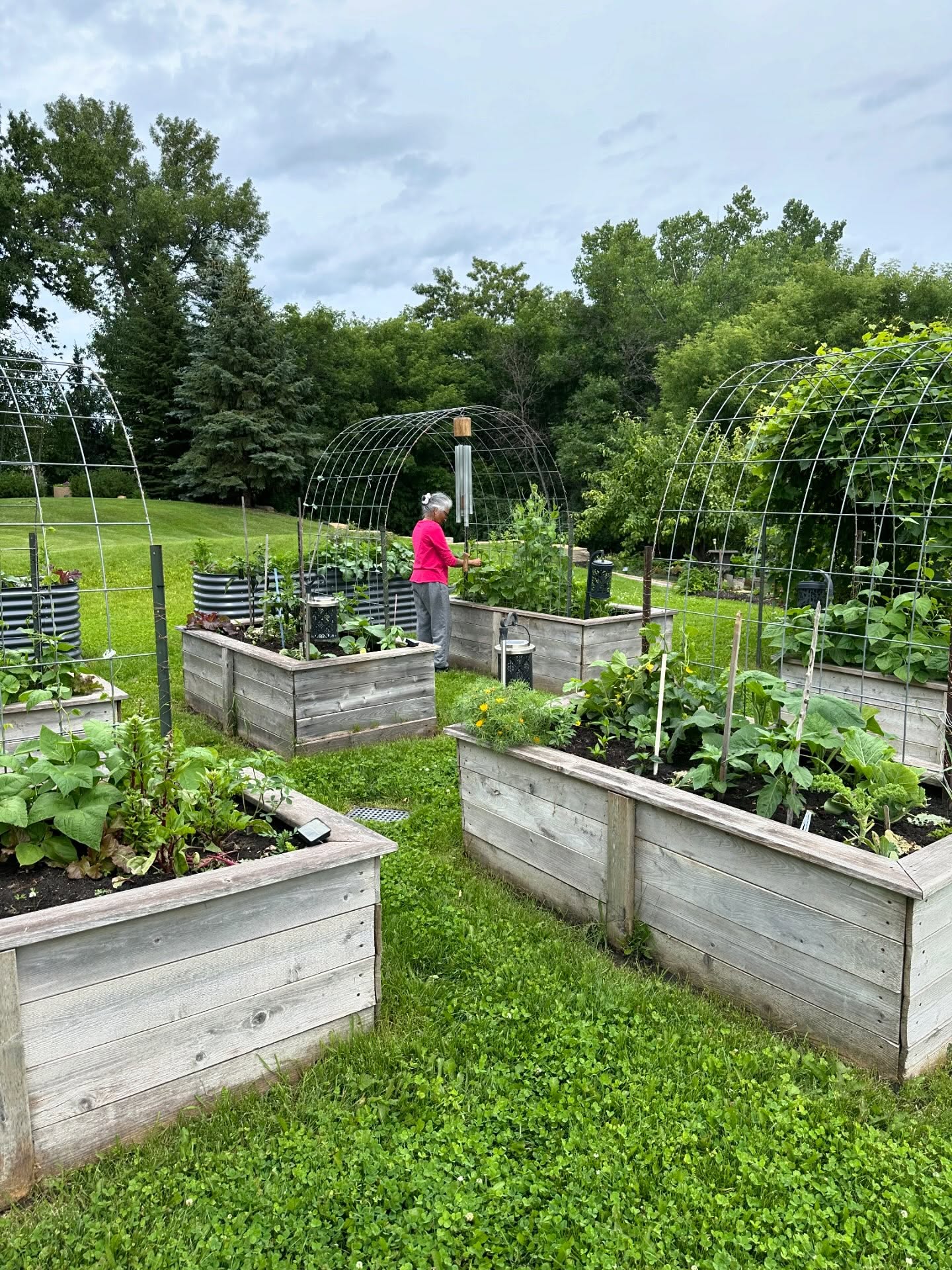 July garden 😊 Our boxes are coming along nicely…and so is our prairie fruit!  We’re going to have a lot of raspberries 