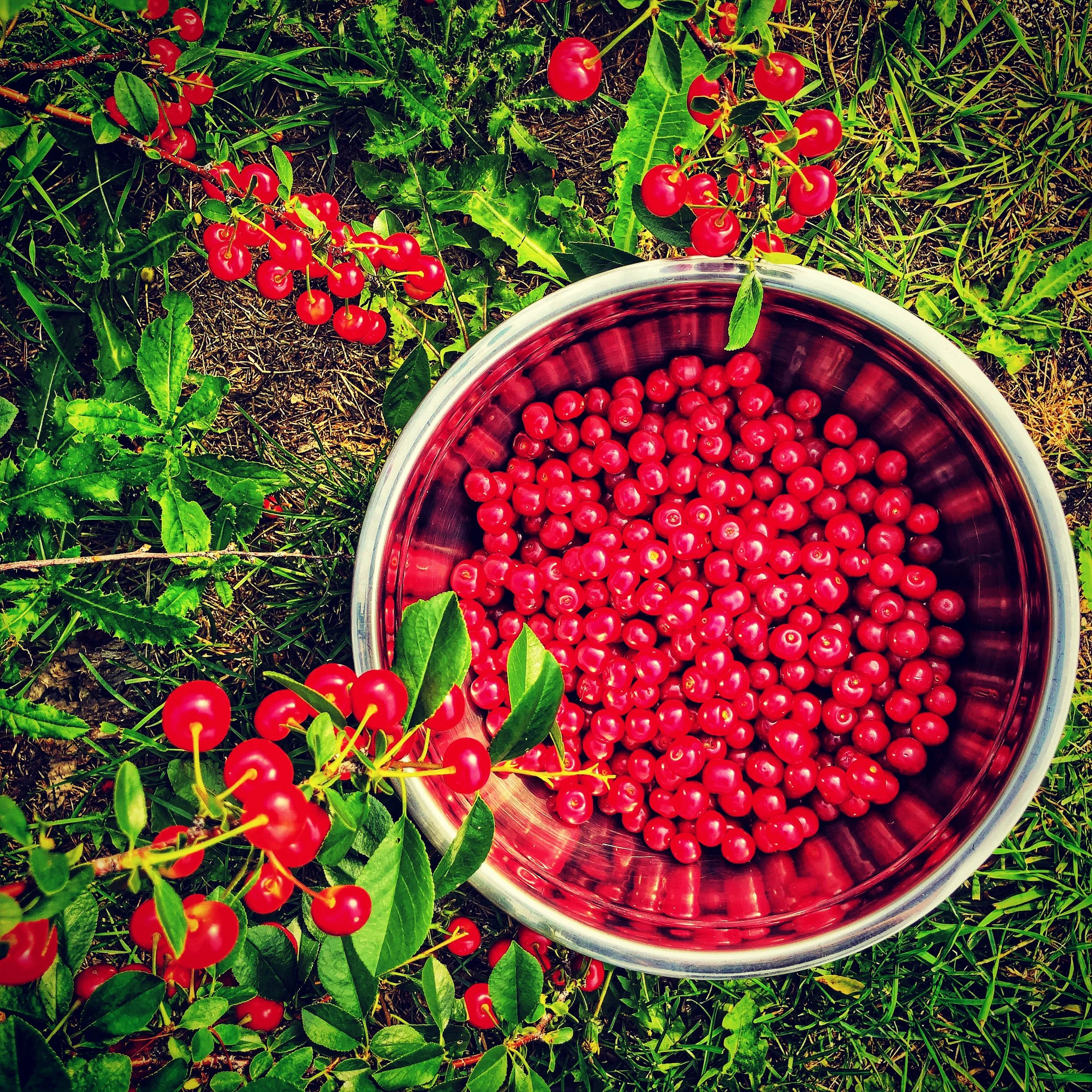 Sour Cherries